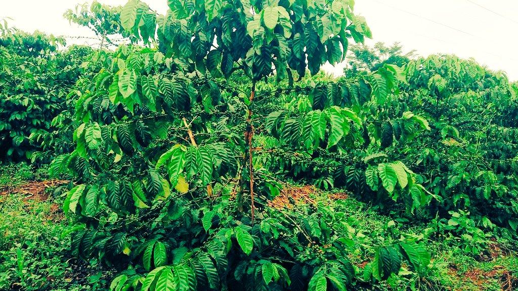Working with Local Farmers