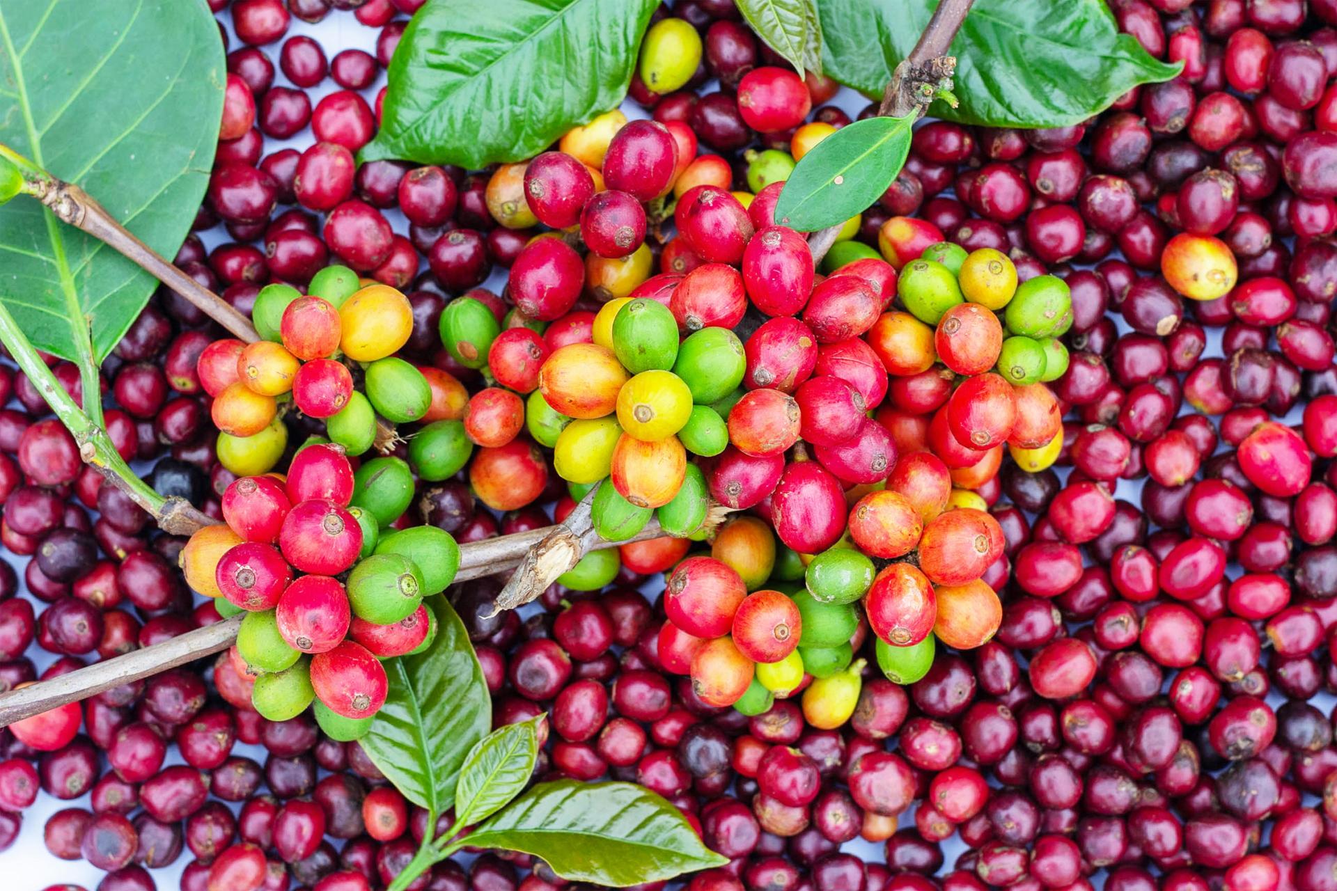 Coffee Farm Tours