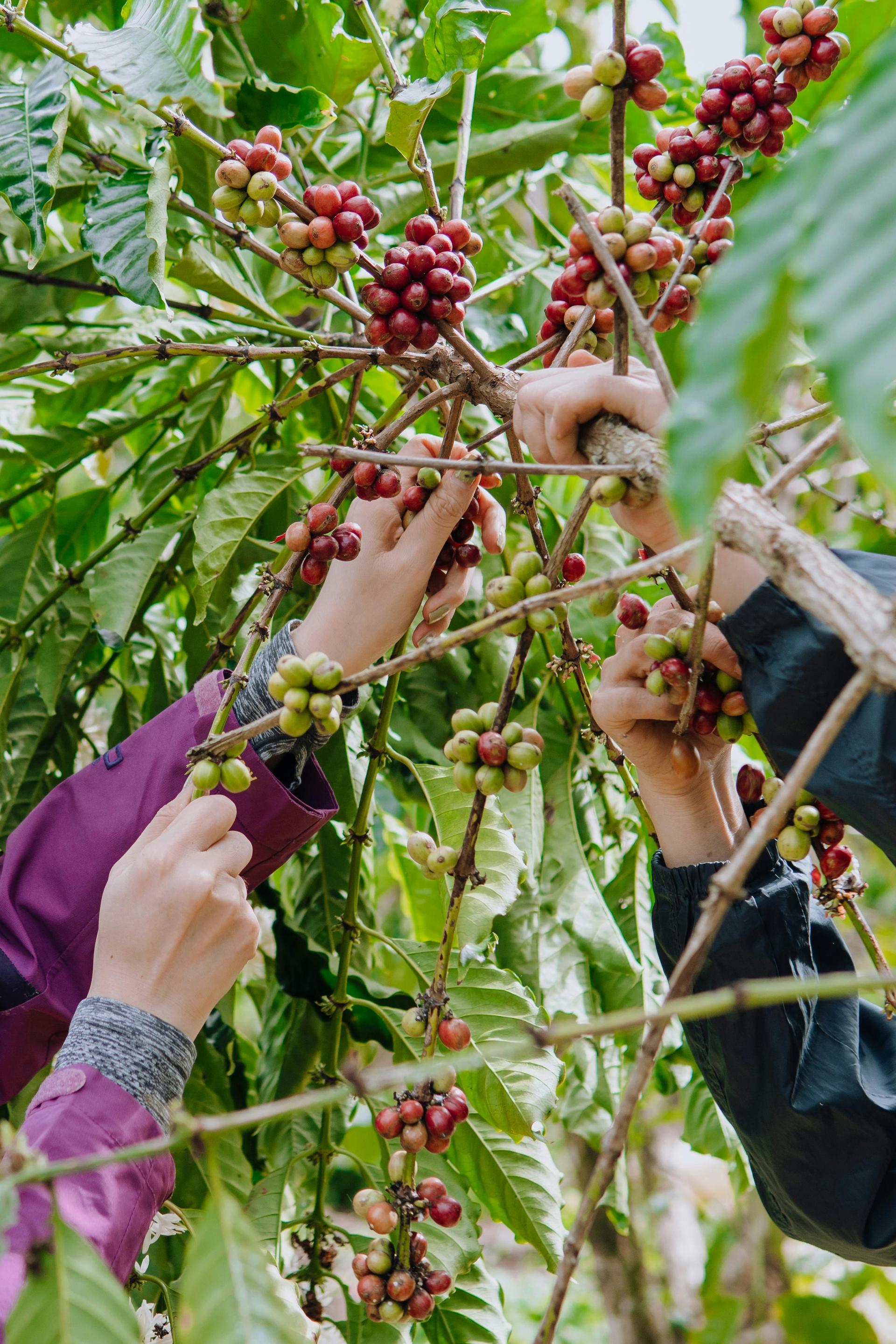 Coffee Farm Tours