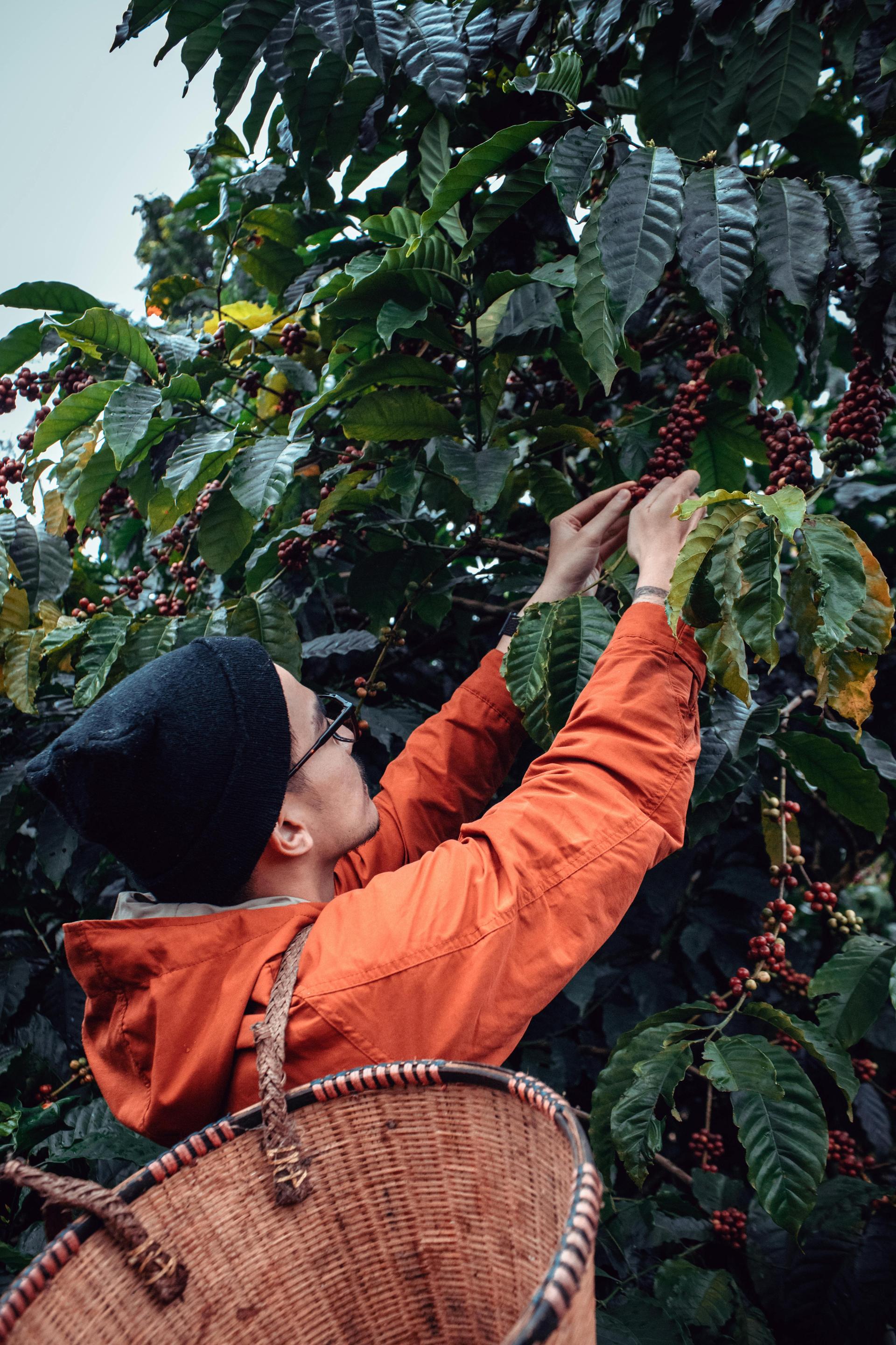 The Ewaffe Coffee Experience
