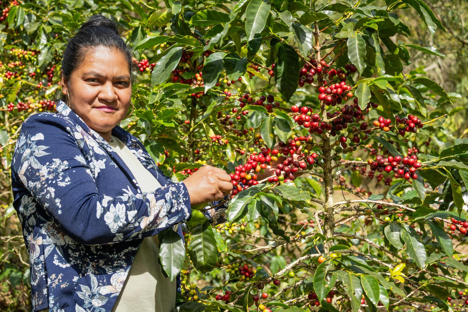 Coffee Farm Tours